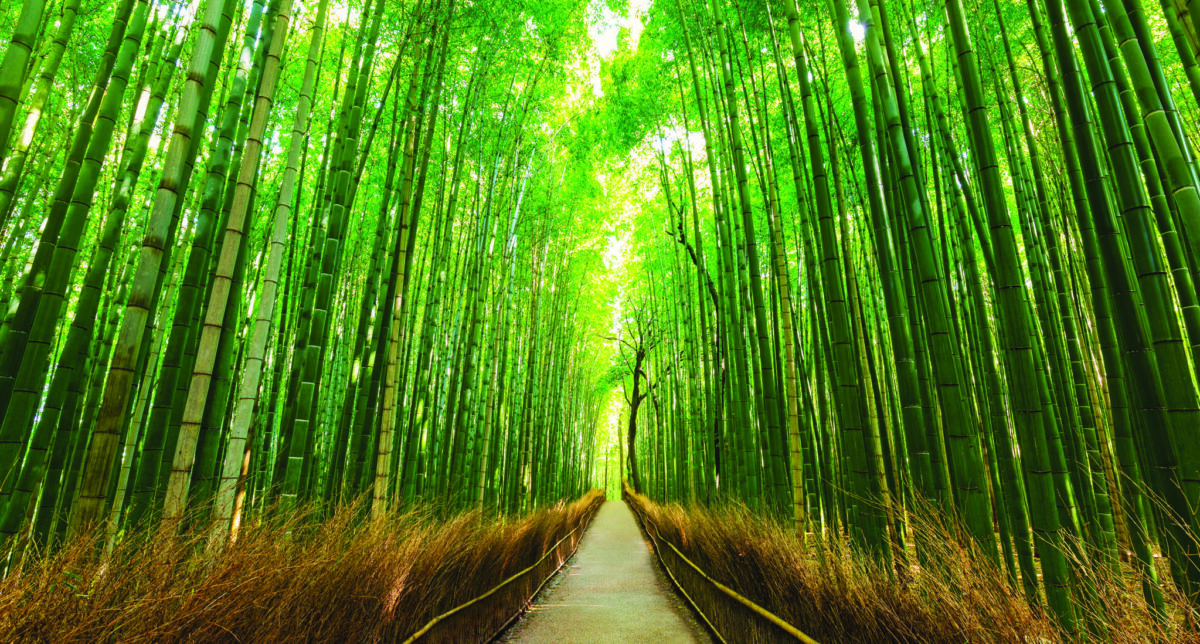 Landscape MURAL WALLPAPER, Available in Various Paper Texture, Code M1047. It is Produced as 105 CM WIDE ROLL PANELS. - Image 1