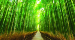 Landscape MURAL WALLPAPER, Available in Various Paper Texture, Code M1047. It is Produced as 105 CM WIDE ROLL PANELS.