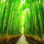 Landscape, VINYL FABRIC TEXTILE Wall Mural in Different Texture, Code M1047. It is produced as ONE PIECE WITHOUT JOINT.