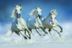Trend MURAL WALLPAPER, Available in Various Paper Texture, Code M803. It is Produced as 105 CM WIDE ROLL PANELS.