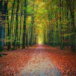 Autumn Nature MURAL WALLPAPER, Available in Various Paper Texture, Code M877. It is Produced as 105 CM WIDE ROLL PANELS.