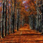 Autumn, VINYL FABRIC TEXTILE Wall Mural in Different Texture, Code M878. It is produced as ONE PIECE WITHOUT JOINT.
