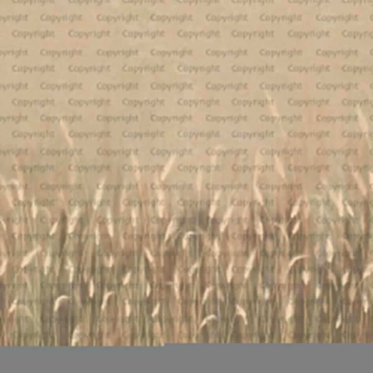 Pampas Flower Design MURAL WALLPAPER, Available in Various Paper Texture, Code SE302. It is Produced as 105 CM WIDE ROLL PANELS. - Image 1