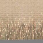 Pampas Flower Design MURAL WALLPAPER, Available in Various Paper Texture, Code SE302. It is Produced as 105 CM WIDE ROLL PANELS.
