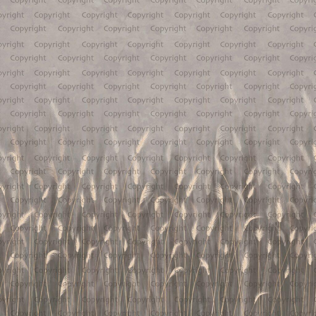 Pampas Flower Design MURAL WALLPAPER, Available in Various Paper Texture, Code SE302. It is Produced as 105 CM WIDE ROLL PANELS. - Image 3